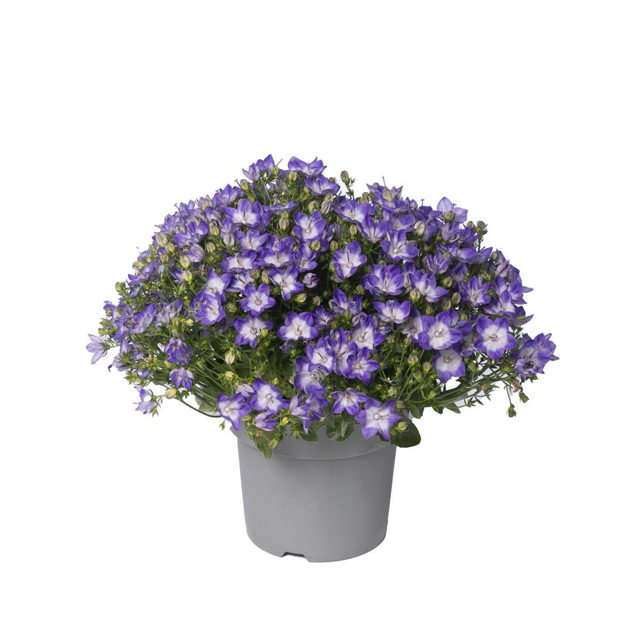 Campanula interspecific 'Cariboo™ Dark Blue Bicolor'
