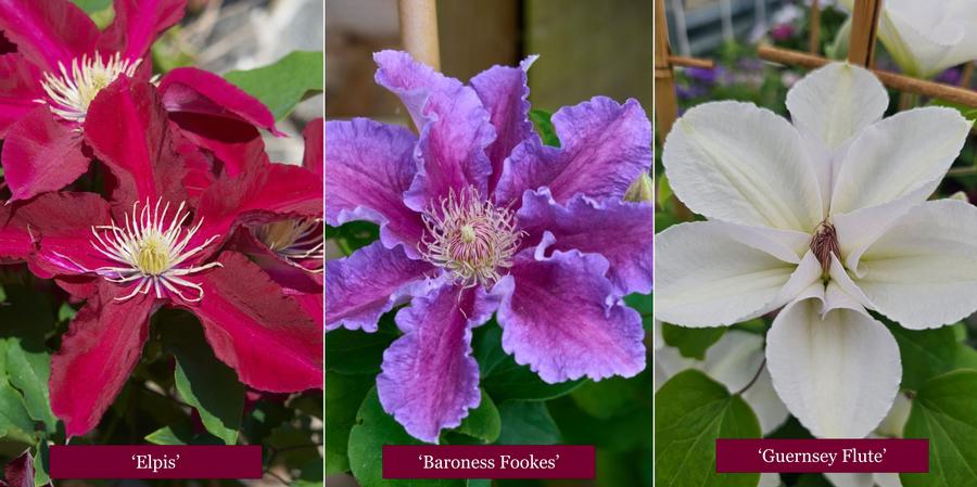 Clematis 'Premium Collection'
