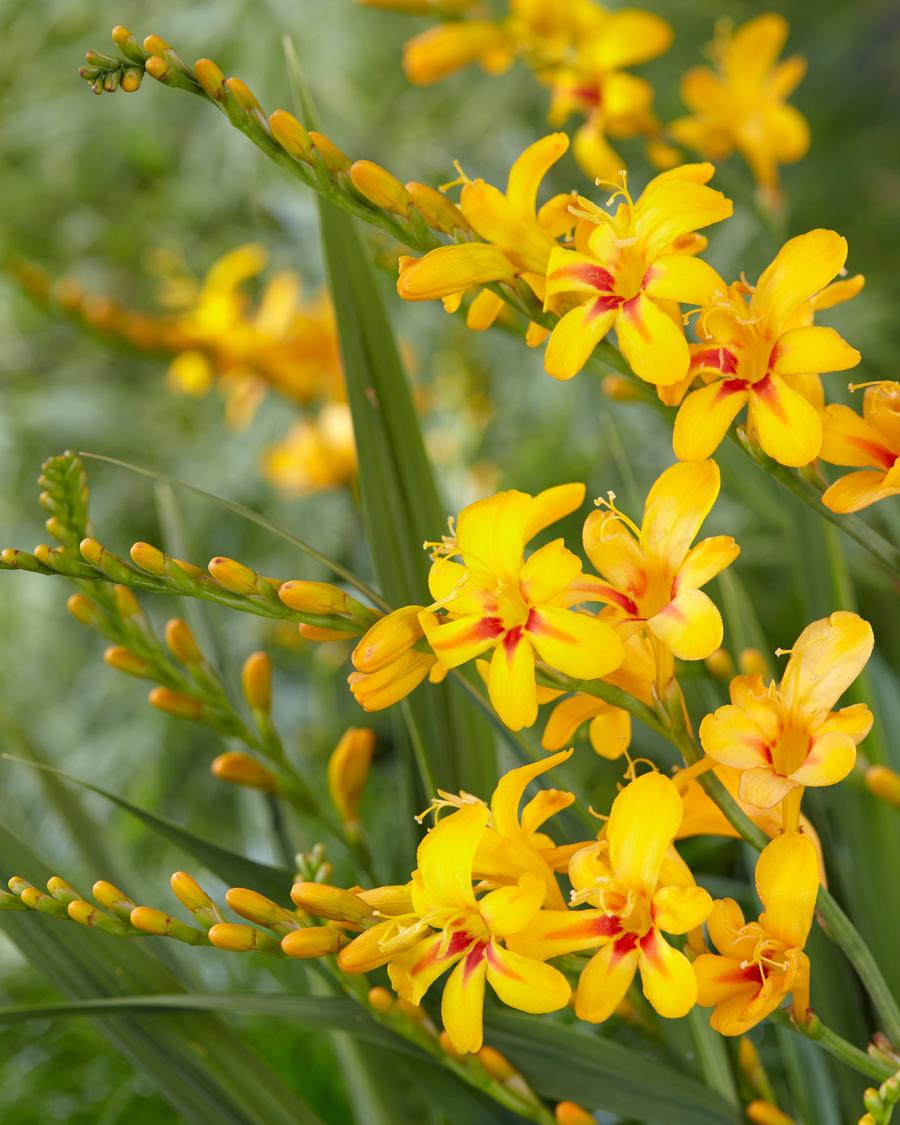 Crocosmia 'Firestars Hot Spot'