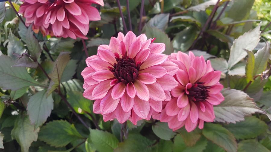 Dahlia 'Night Silence'