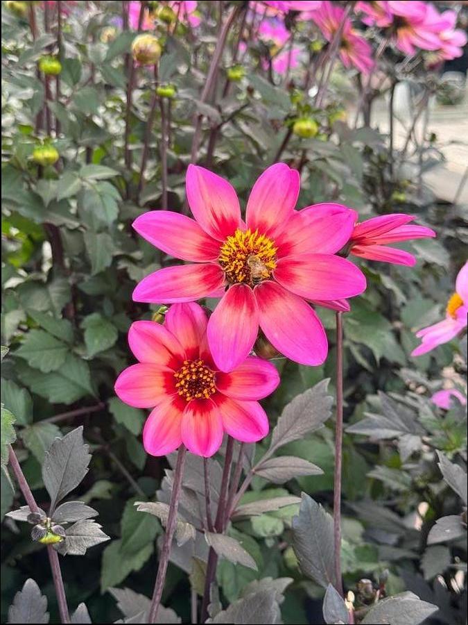 Dahlia 'Dahlegria Tri-Colore'