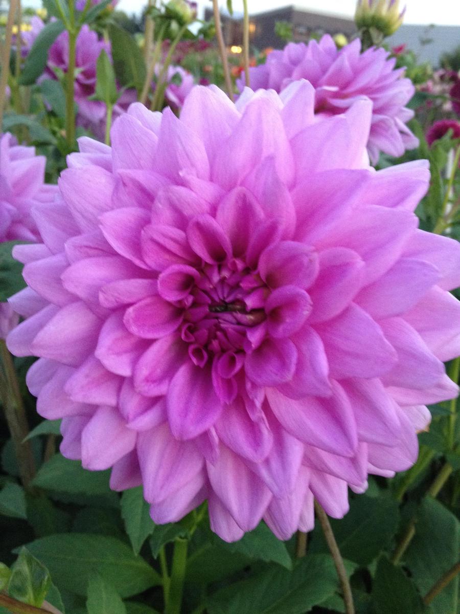 Dahlia 'Blue Boy'