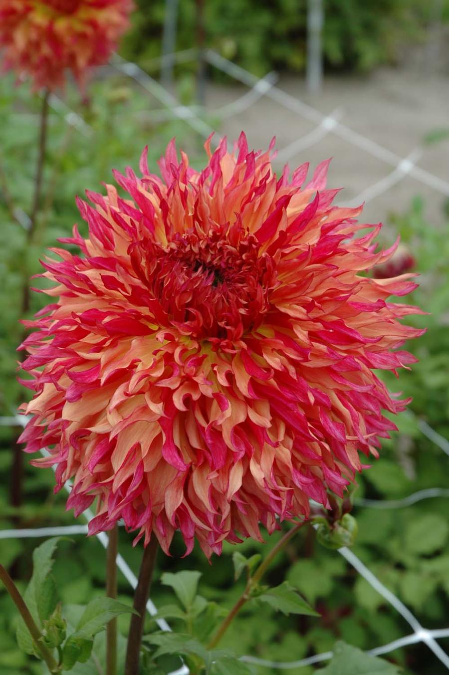 Dahlia 'Myrtle's Folly'