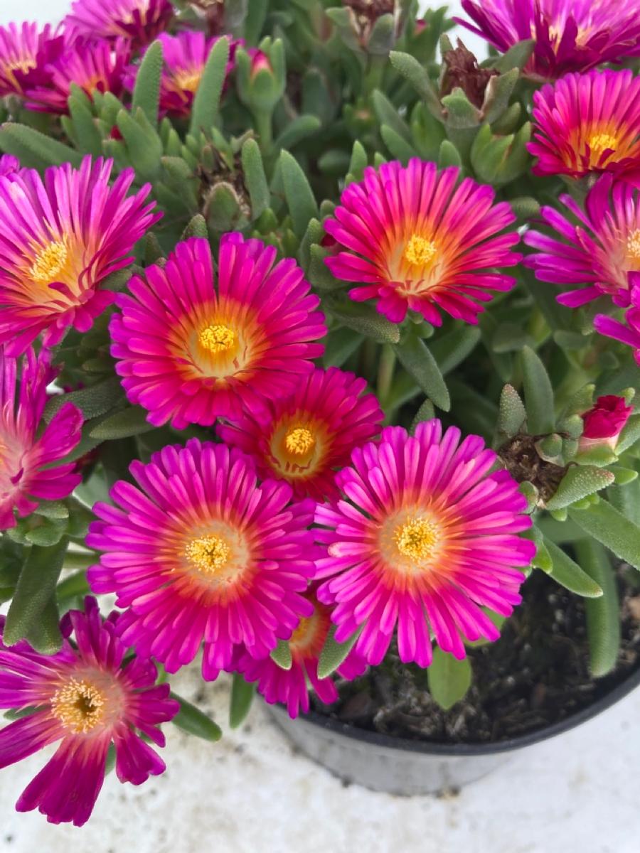 Delosperma 'Next Level Magenta'