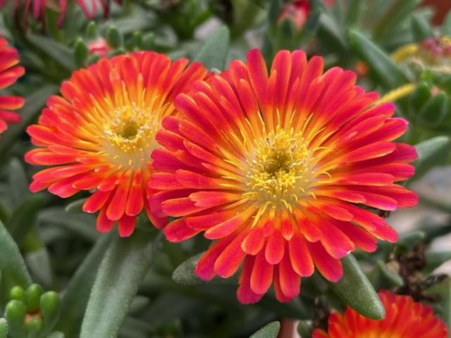 Delosperma 'Next Level Red'