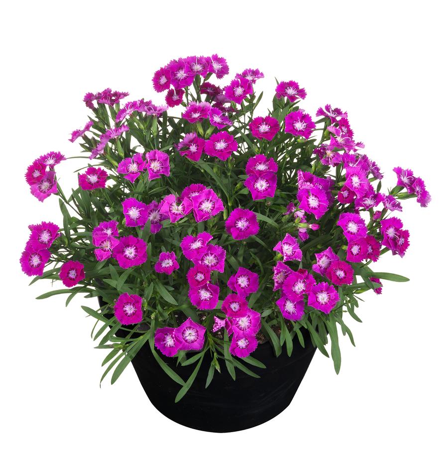 Dianthus 'Beauties® Kaia'