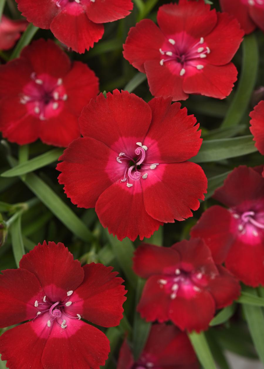 Dianthus 'Everlast™ Red Flash'