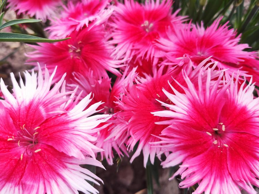 Dianthus interspecific 'Supra™ Cherry Picotee'