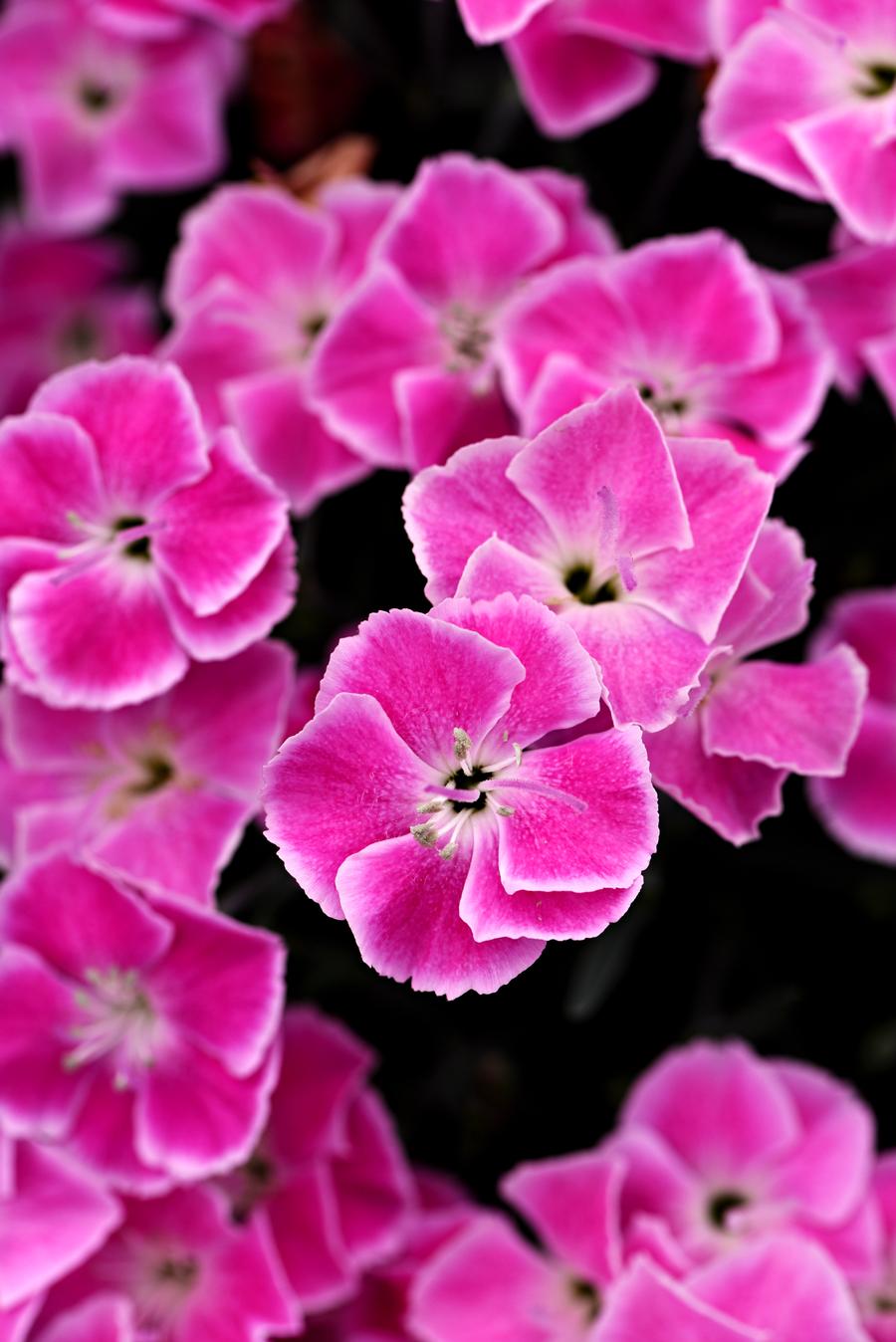 Dianthus 'Star Single™ IT-GIRL'