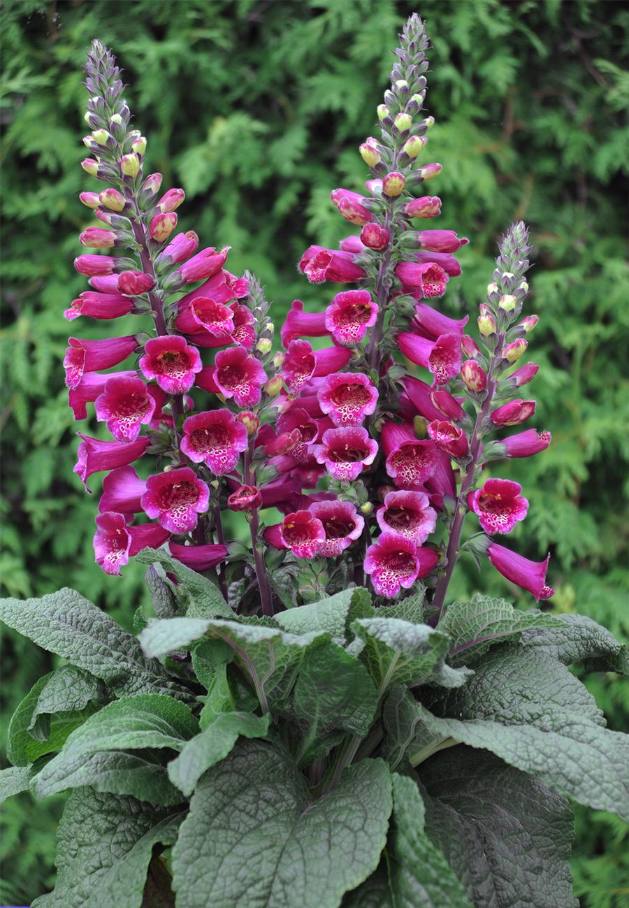 Digitalis purpurea 'F1 Foxybee Dark Red'