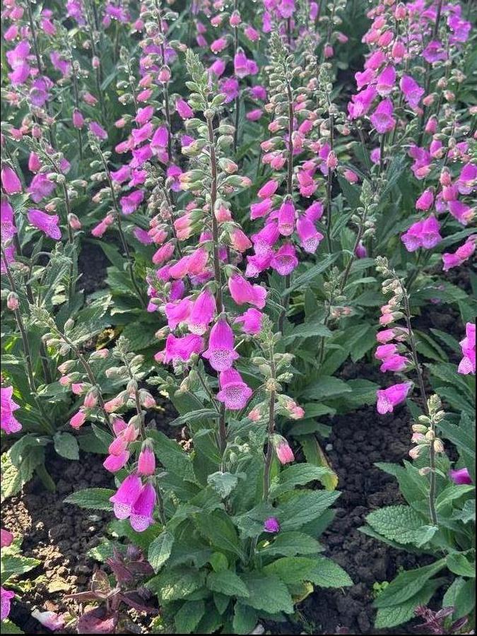 Digitalis purpurea 'Hanabee Deep Rose'