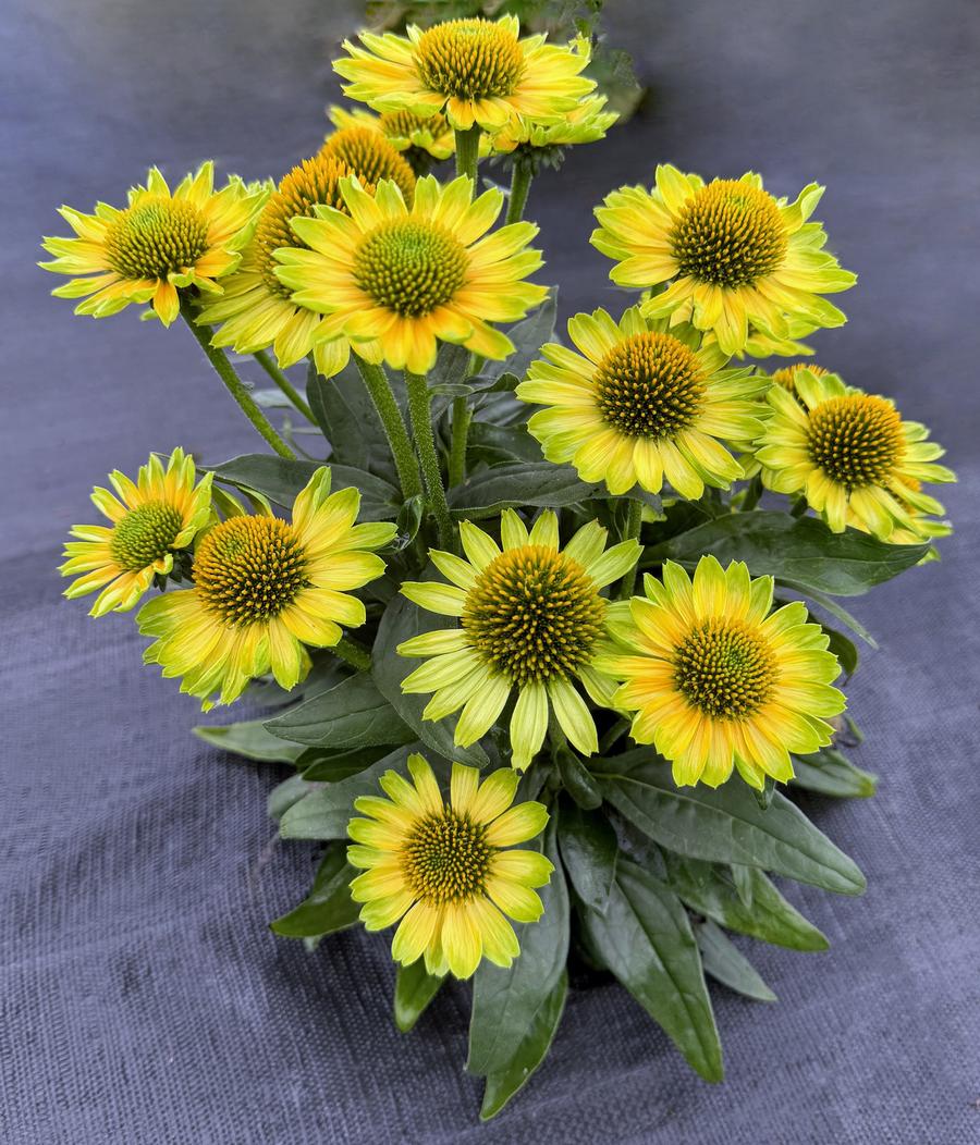 Echinacea 'PRINCESS™ Citrus'