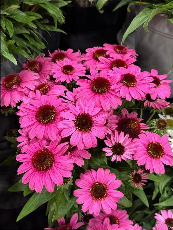 Echinacea 'Sunmagic® Vintage Hot Pink'