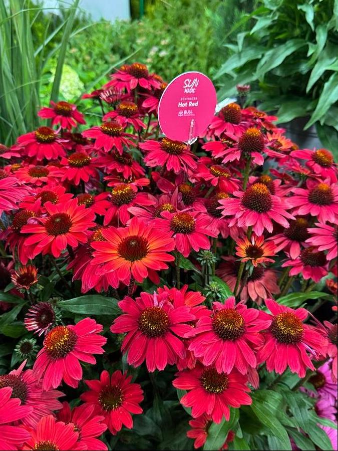 Echinacea 'Sunmagic® Vintage Hot Red'