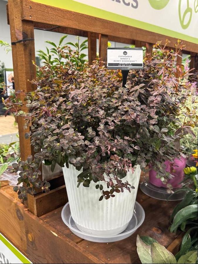 Euphorbia 'Miner's Berry Bordeaux'