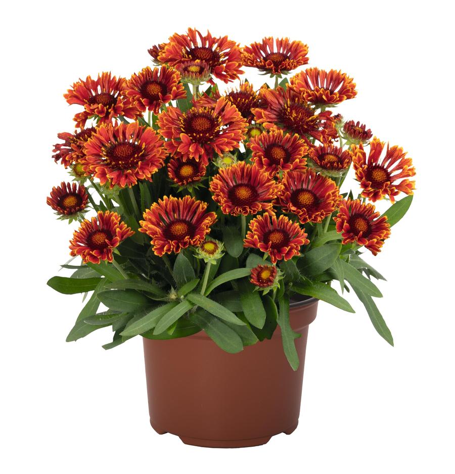 Gaillardia aristata 'Spintop® Mariachi Red Sky'