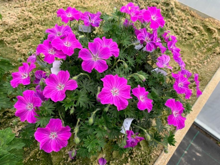 Geranium sanguineum 'Frivolius™ Flashing Pink'
