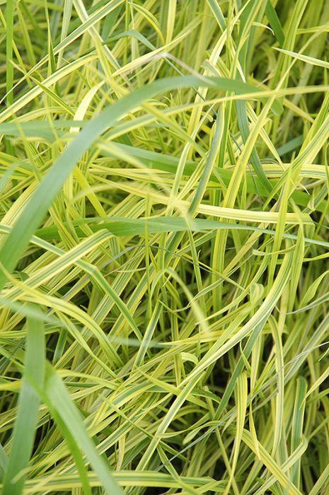 Grass Carex muskingumensis 'Oehme'