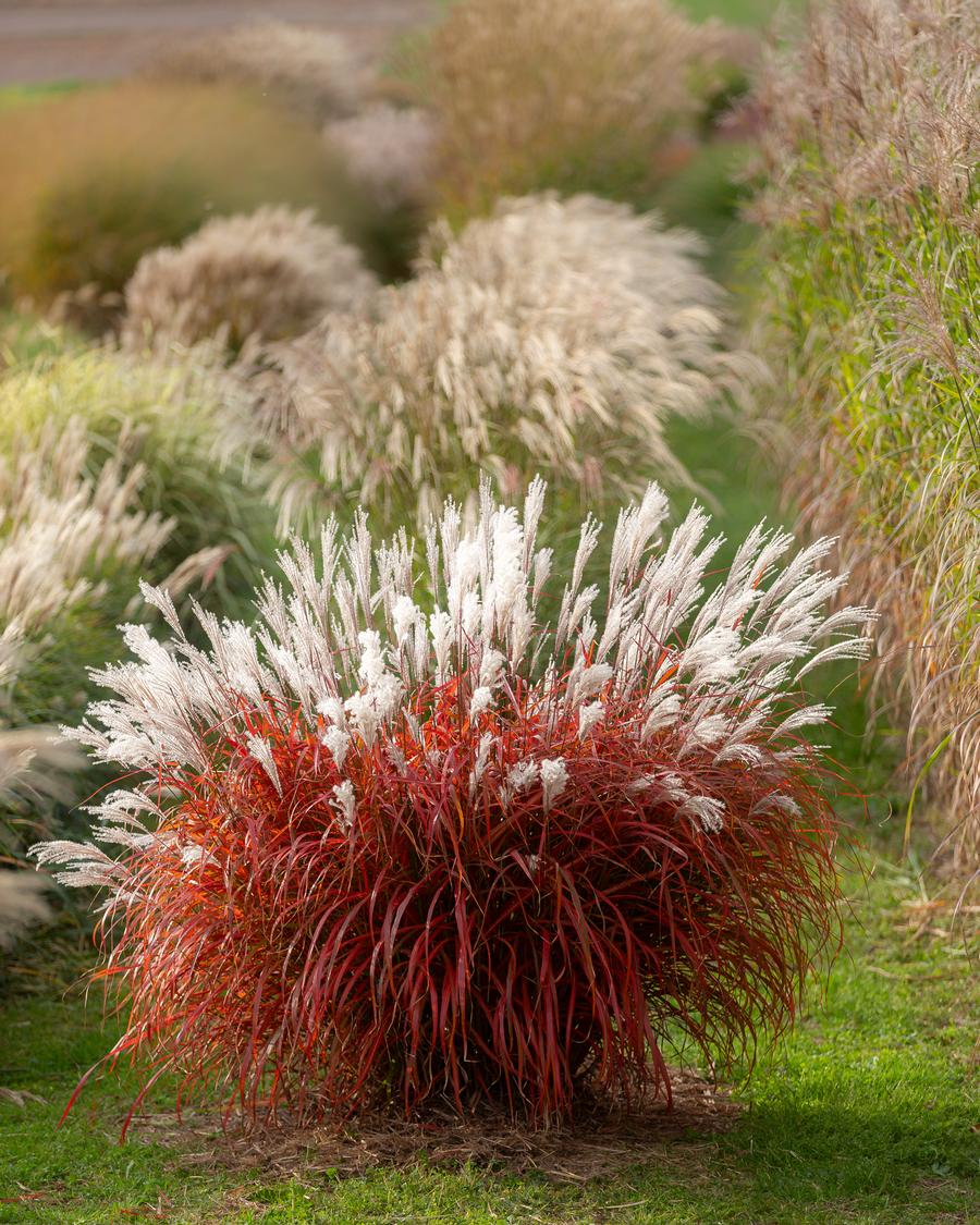 Grass Miscanthus sinensis 'Lady in Red'
