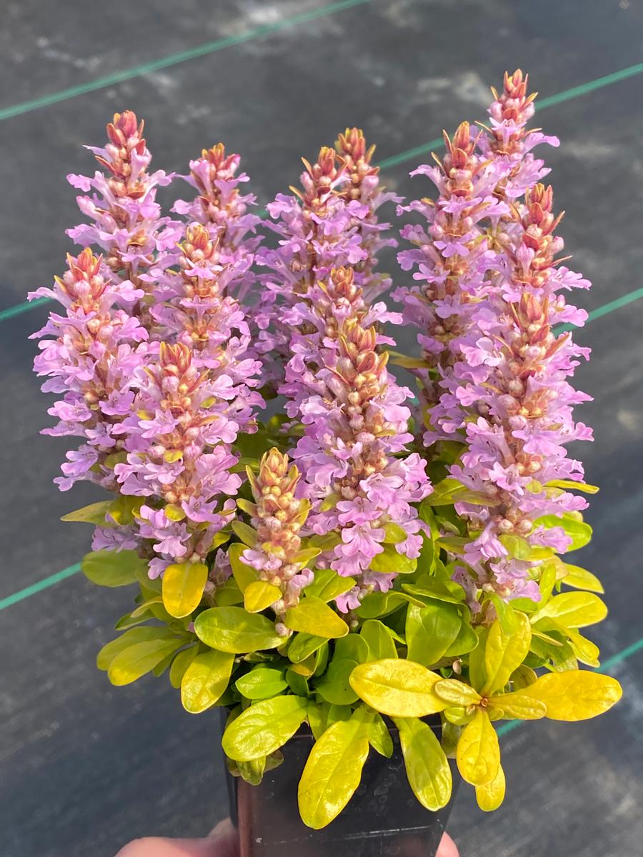Ajuga 'Feathered Friends™ Raspberry Wren'