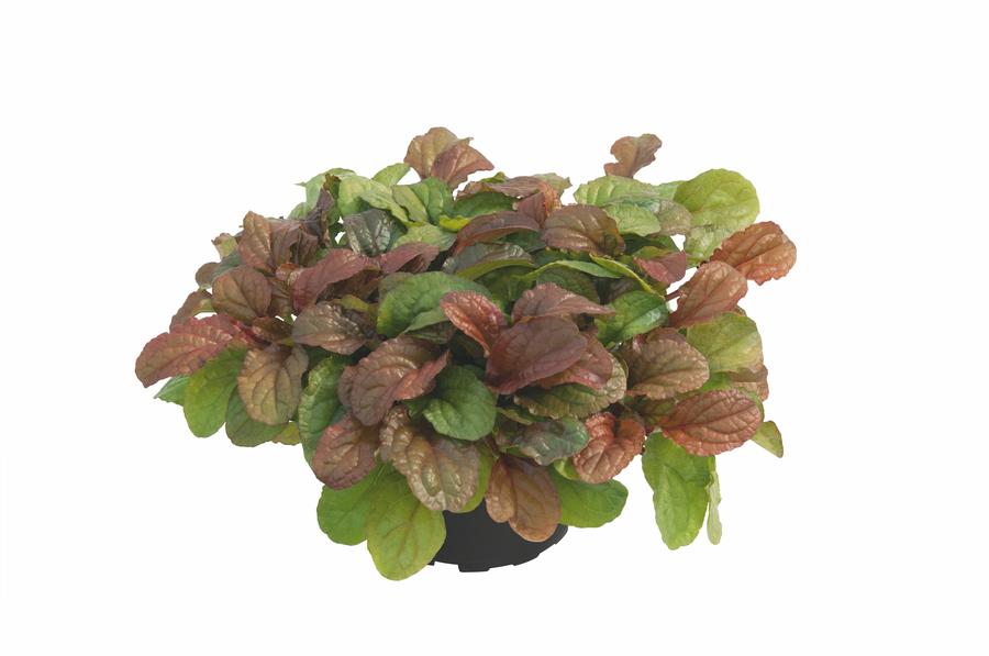 Ajuga reptans 'Best Buddies Toffee'
