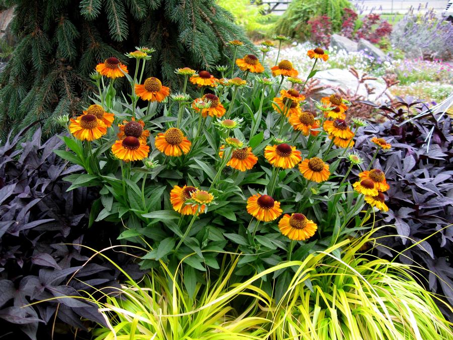 Helenium autumnale 'Short 'n Sassy'
