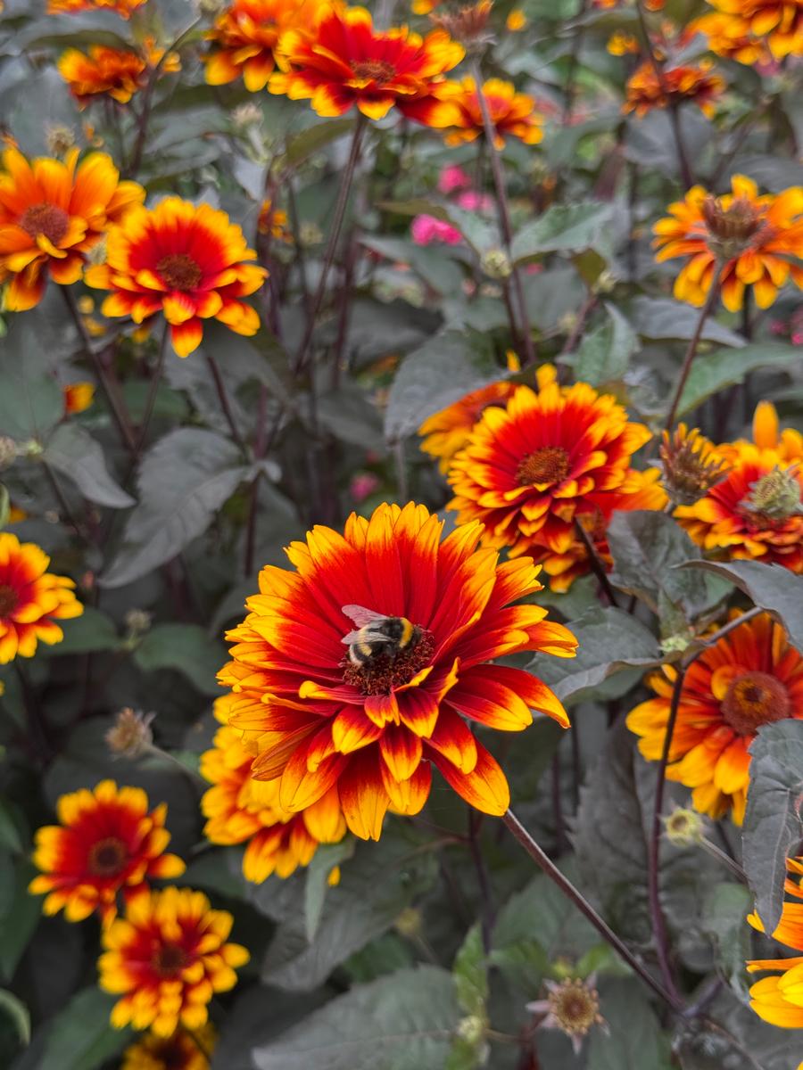 Heliopsis helianthoides 'Bonfire Sunset'