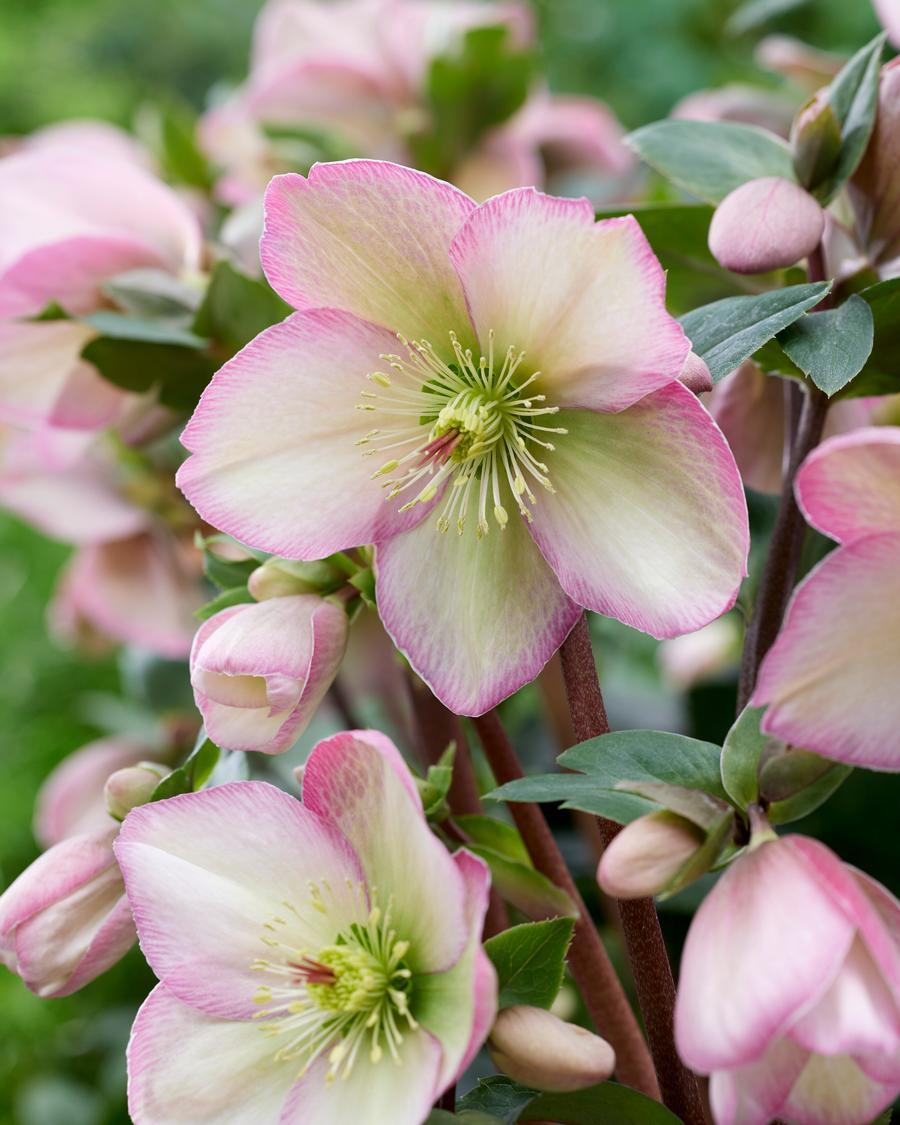 Helleborus 'Spring Sparkle Pink'