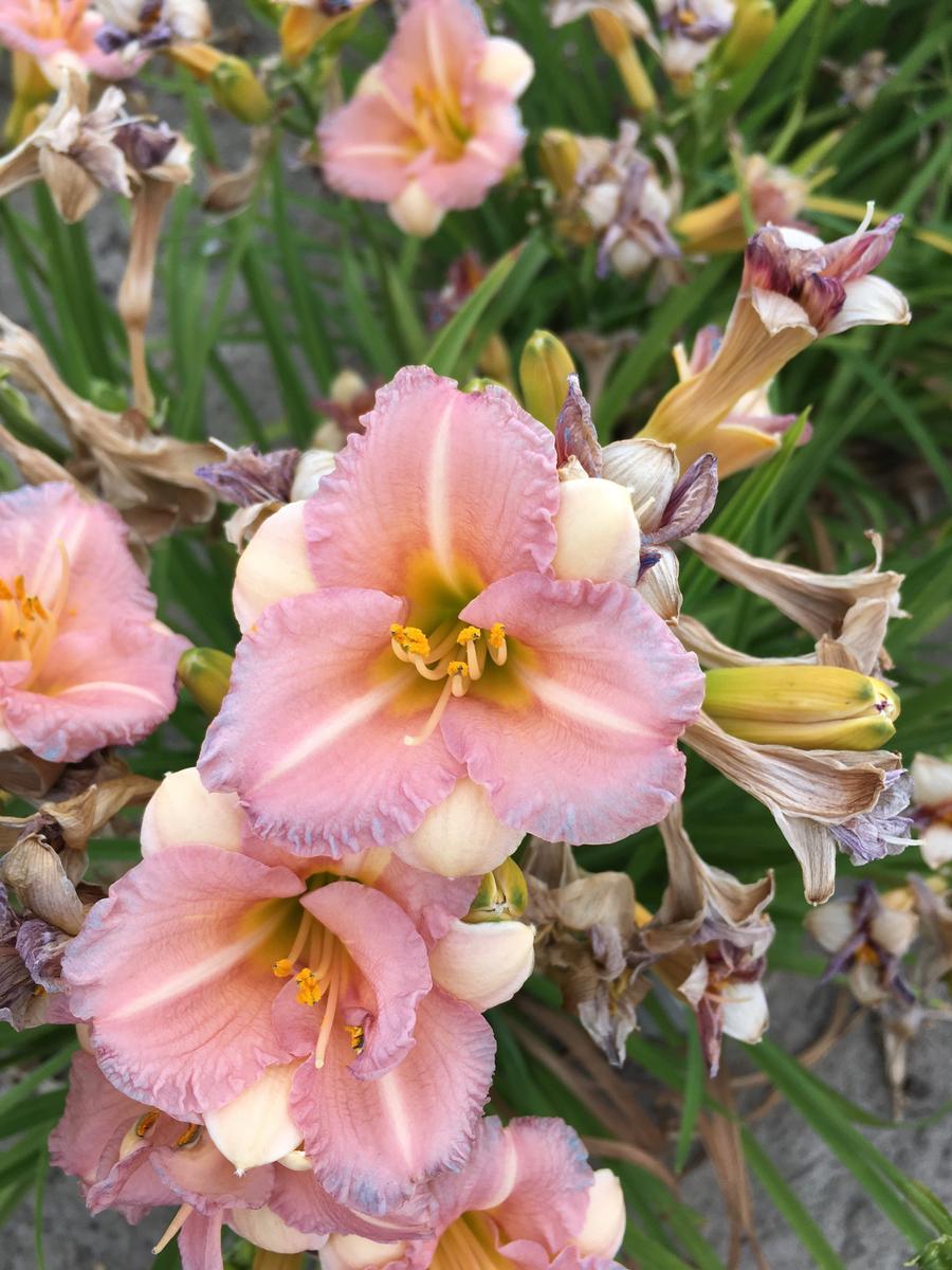 Hemerocallis 'Bloomfinity™ Blushing Bluebell'