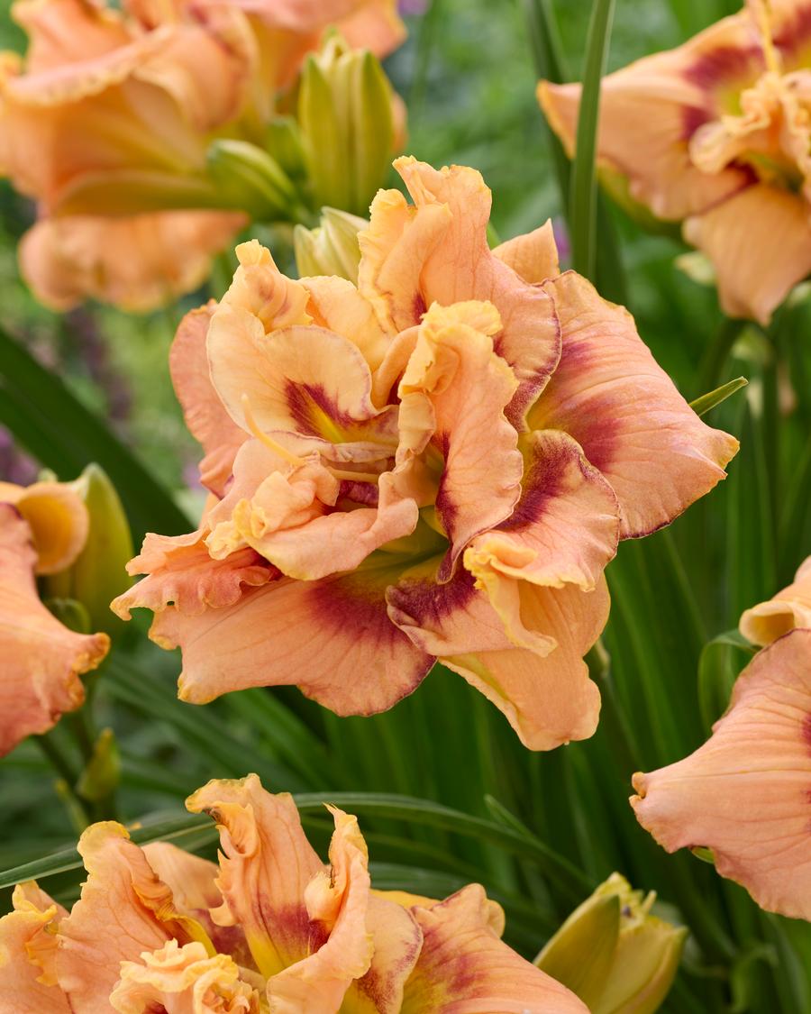 Hemerocallis 'Early Early Truffle'