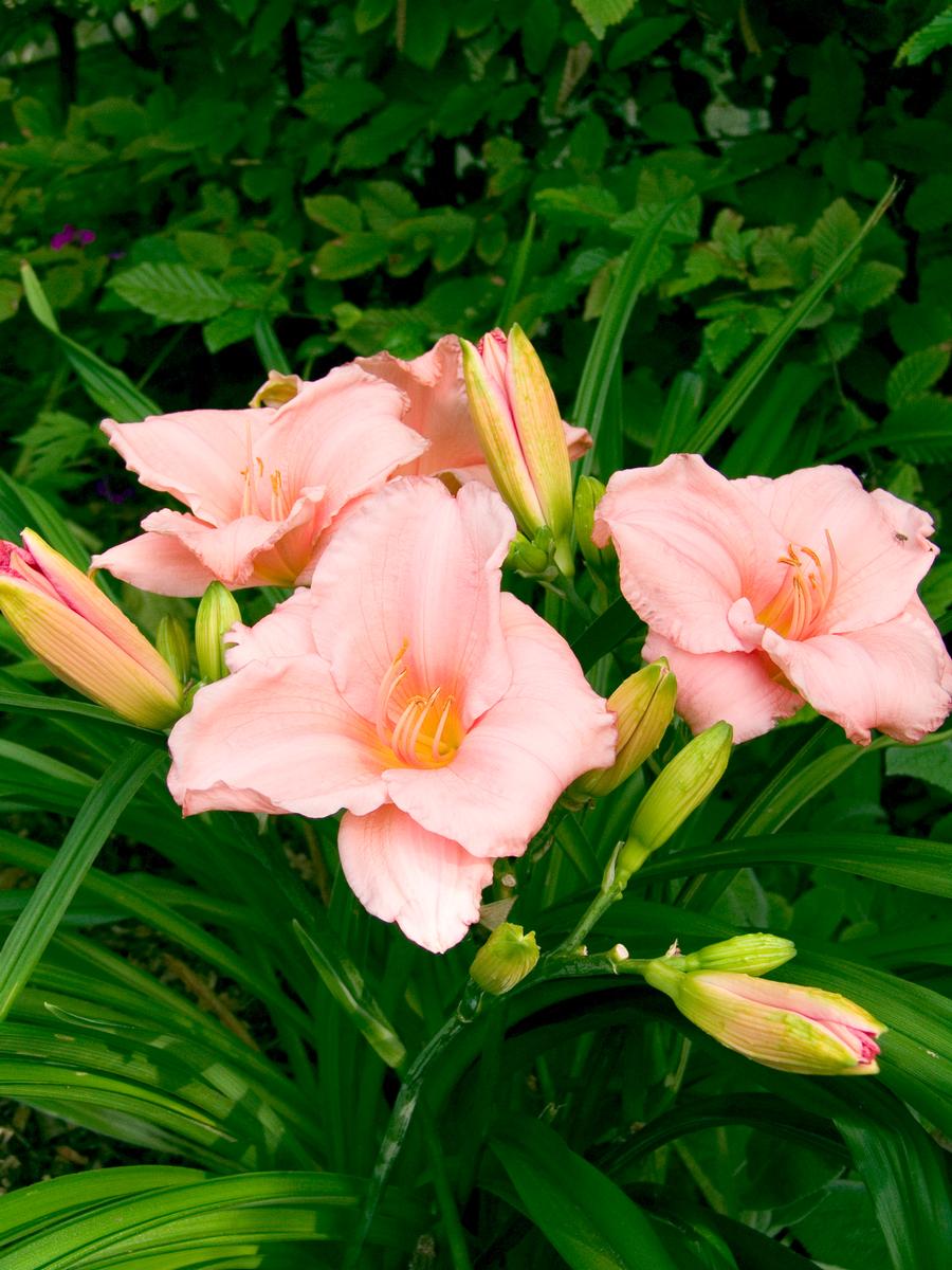 Hemerocallis 'On and On'
