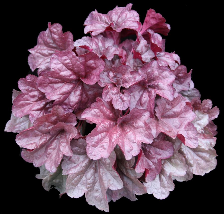 Heuchera 'Iridescent'