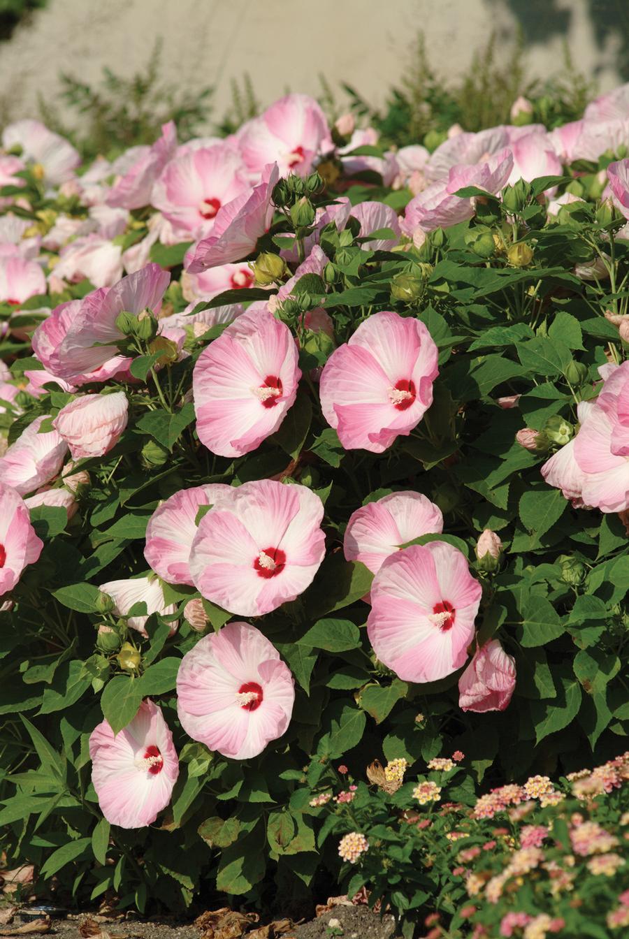 Hibiscus 'Luna™ Pink Swirl'