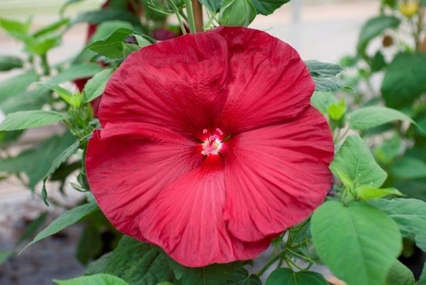 Hibiscus 'Luna™ Red'