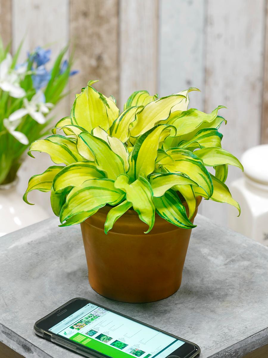 Hosta 'Gravity Rocks'