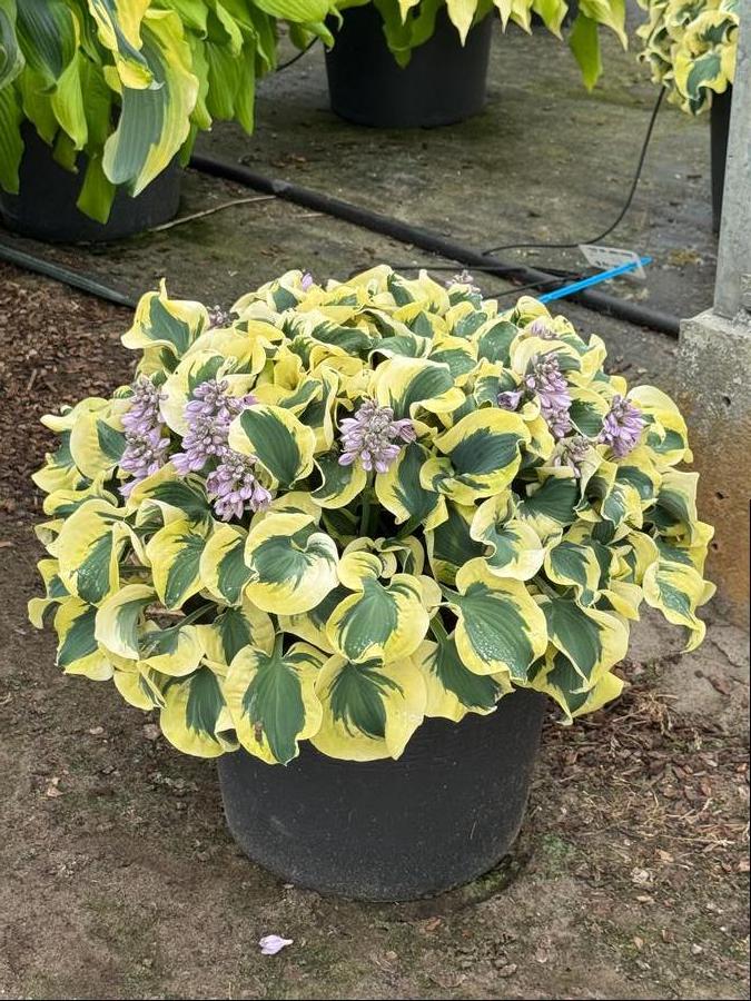 Hosta 'Mini Skirt'