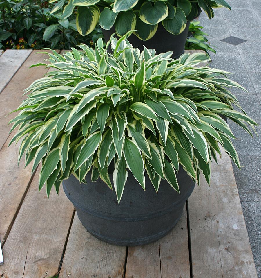 Hosta 'Stiletto'