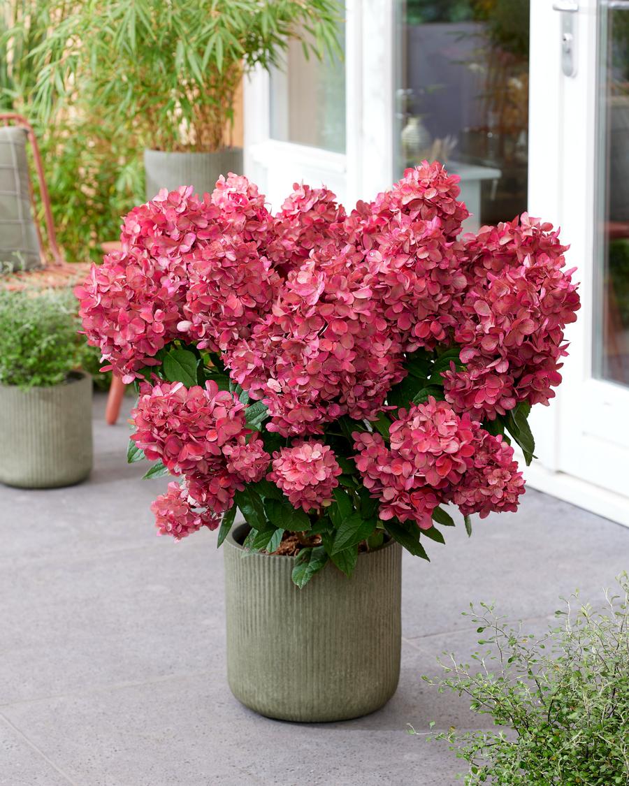 Hydrangea paniculata 'Bonfire'