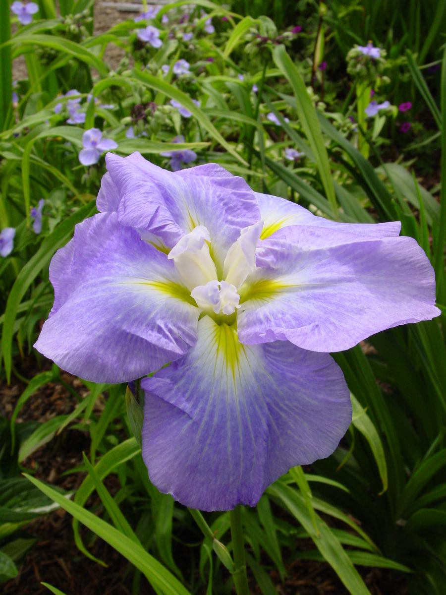 Iris ensata 'Ocean Mist'