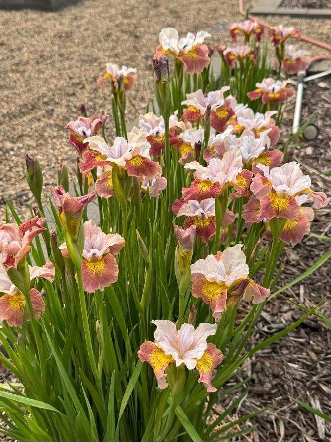 Iris siberica 'Sugar Rush'