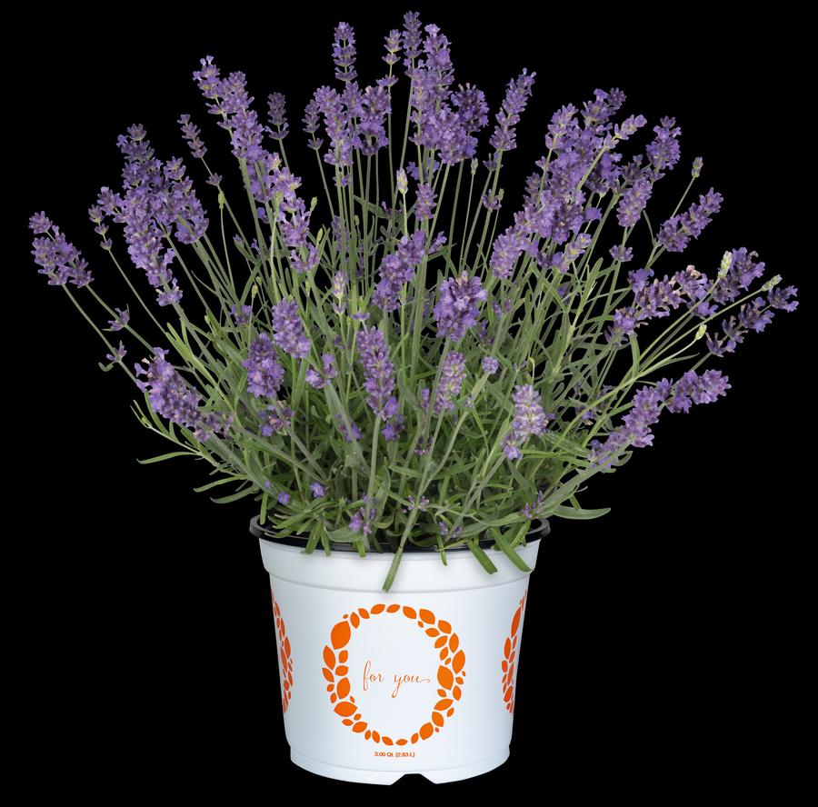 Lavandula angustifolia 'La Diva Spirit Purple Blue'