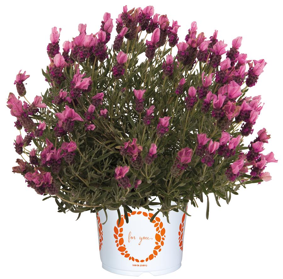 Lavandula stoechas 'La Diva Papillion Deep Rose'