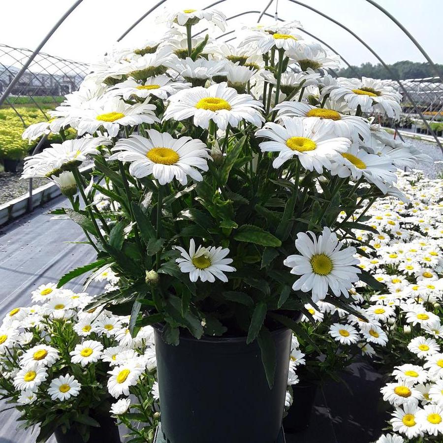 Leucanthemum superbum 'Betsy'