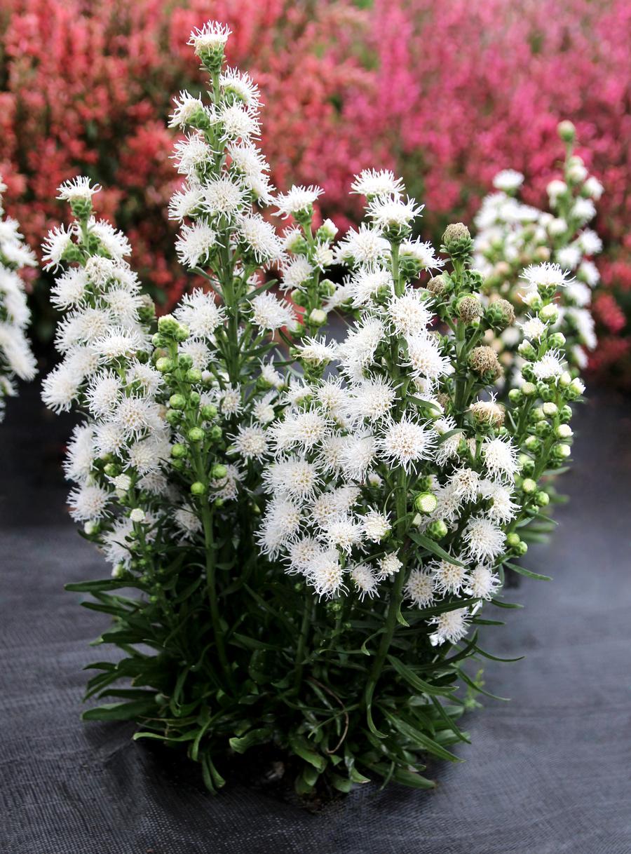 Liatris 'White Feather'