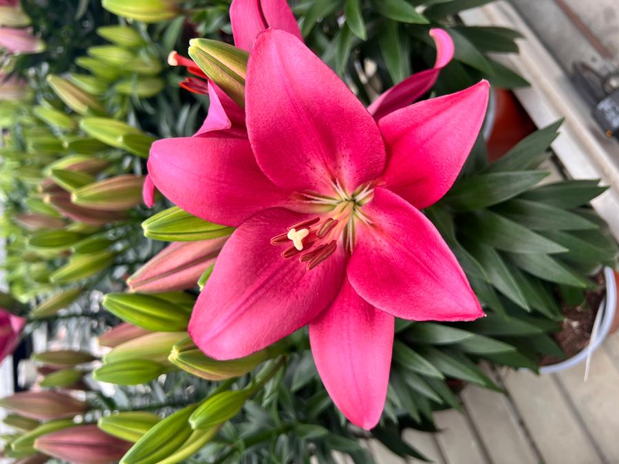 Lilium - LA Hybrid Lily 'Summer Heart®'