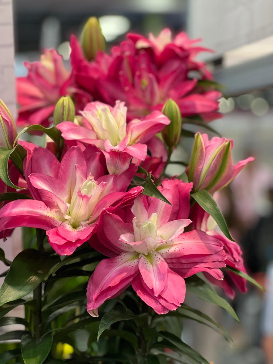 Lilium - Oriental Pot Lily Looks™ 'Sunny Double Gift'