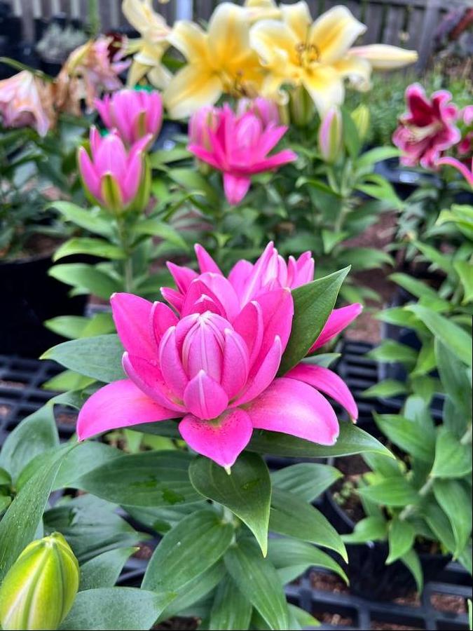 Lilium - Oriental Pot Lily Looks™ 'Sunny Double Reward'