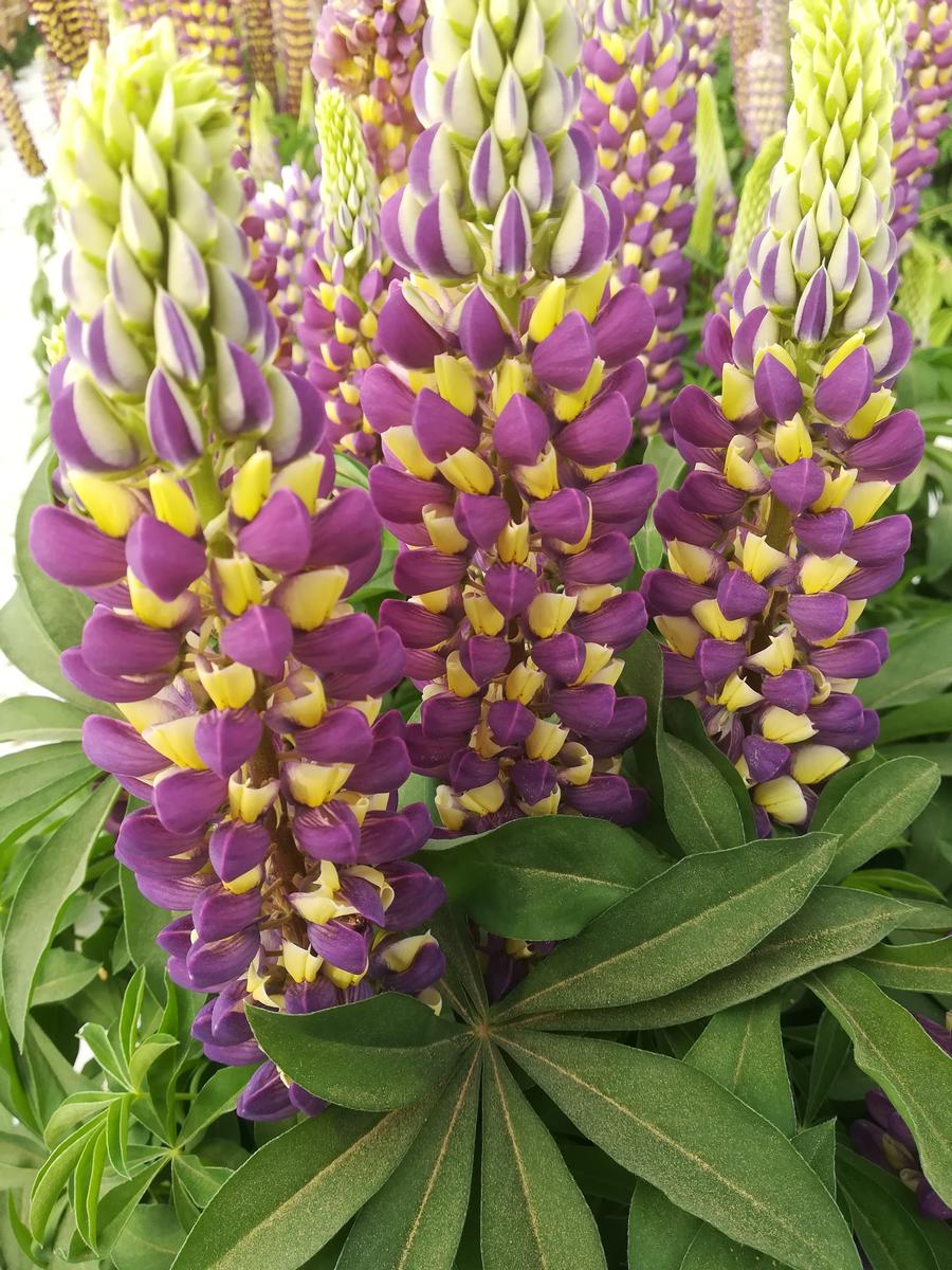 Lupinus 'Gallery Blue Yellow Bicolor'