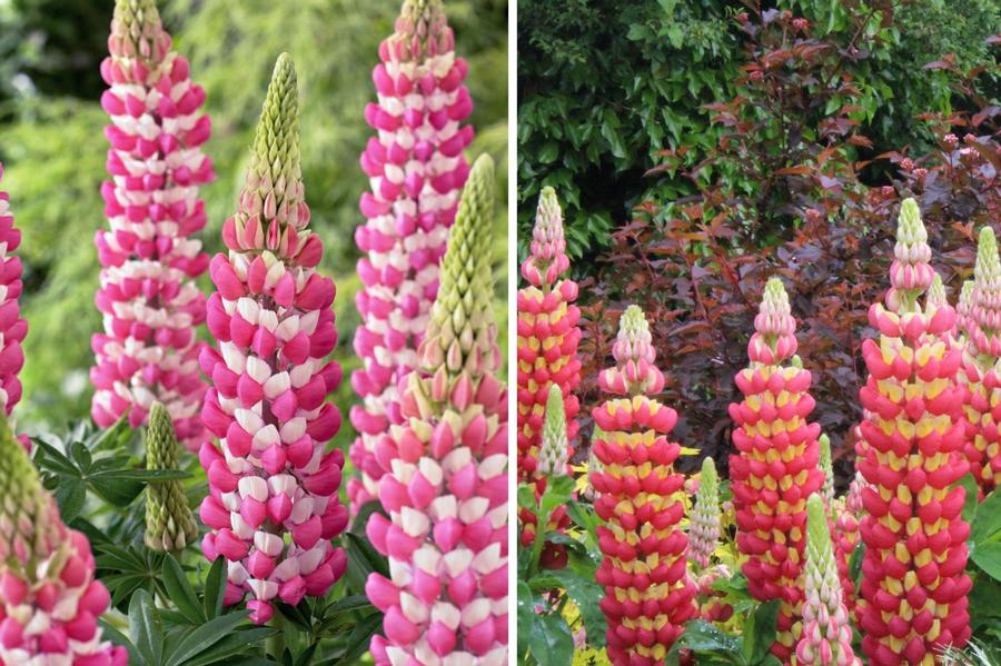 Lupinus 'West Country Collection'