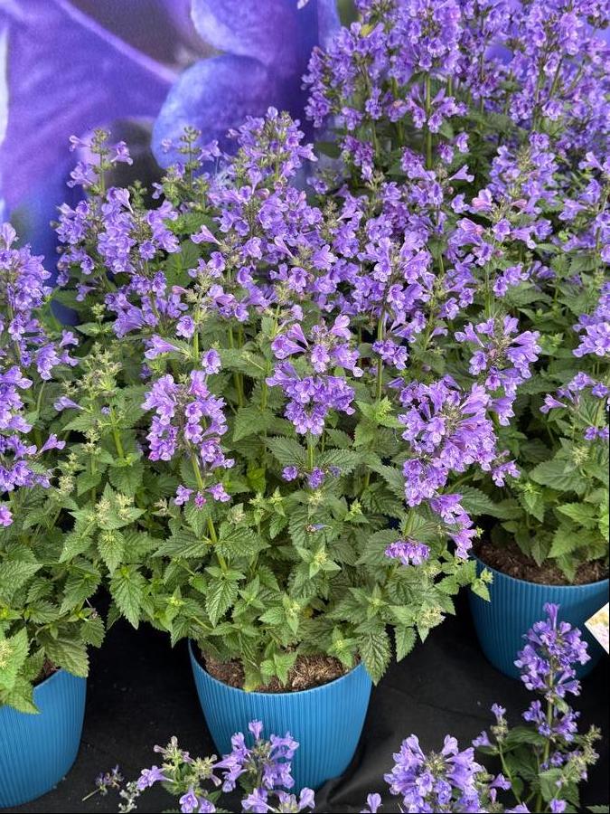 Nepeta hybrid 'Blue Planet'
